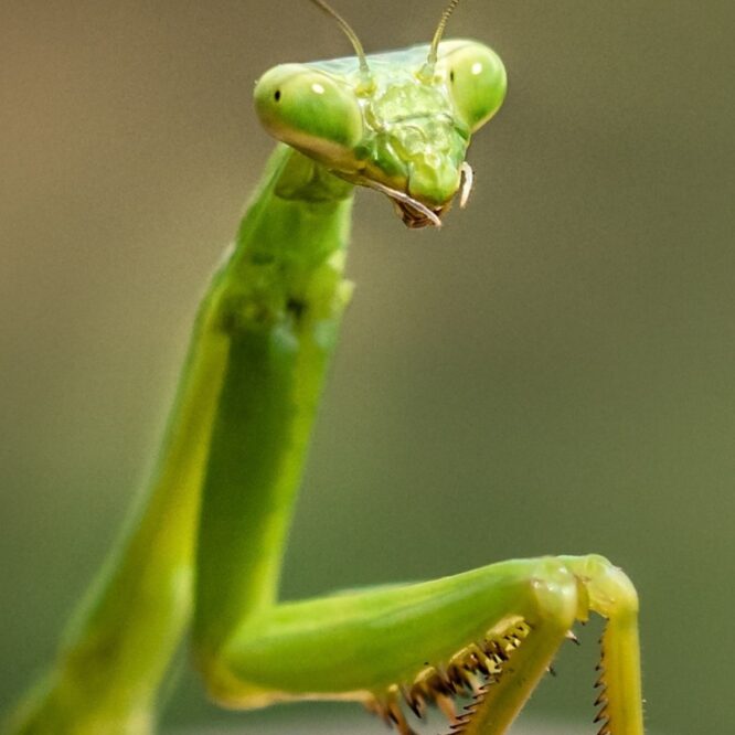 Sind Bug Bounty Programme sinnvoll?