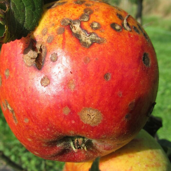 Wieso ich nicht wählen gehe…